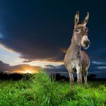 Donkeys, Toads & Crows