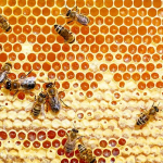 How To … Brew Mead