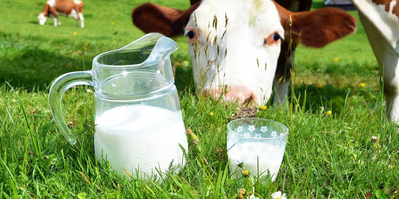 Pasteurised Milk