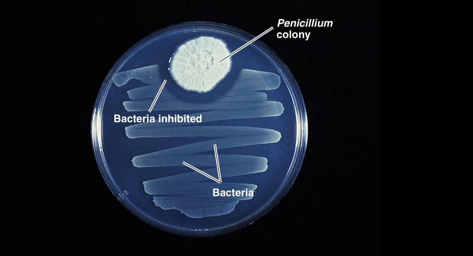 Пеницилл и бактерии