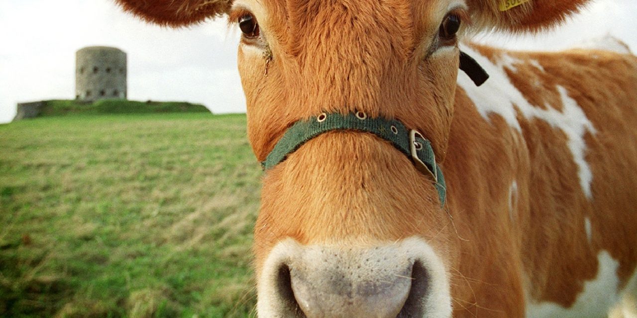 The Guernsey Cow
