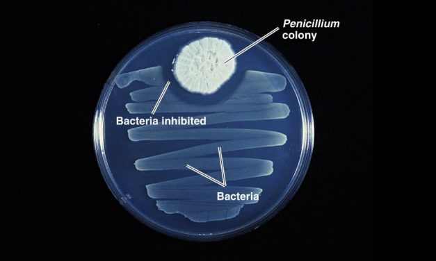 Penicillin – Wonderstuff