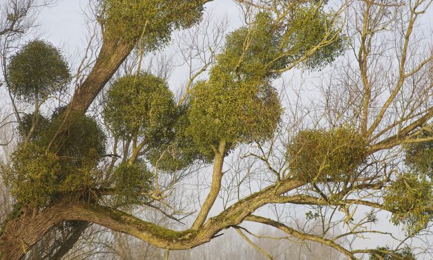 Why do we kiss under the mistletoe?