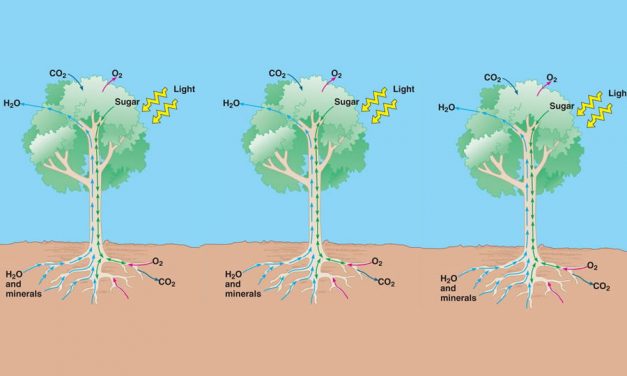 How does water from the soil reach the top of trees ?