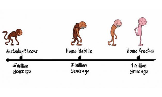 Why Do Humans Walk Upright ?