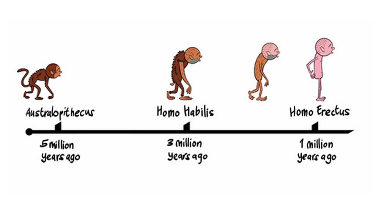 Why Do Humans Walk Upright Guernseydonkey