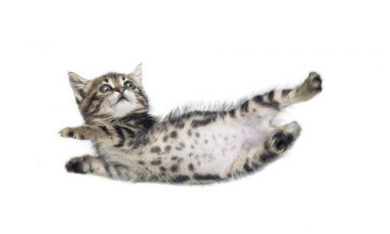 How Do Cats Survive Falls That Would Kill Humans ?