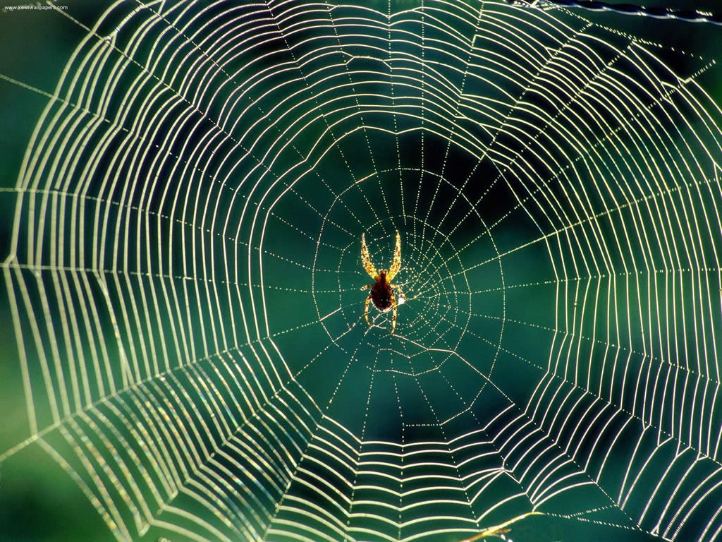 how-do-spiders-build-their-webs-over-such-long-distances