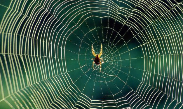 How do Spiders build their webs over such long distances ?