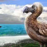 How did the Dodo become extinct?