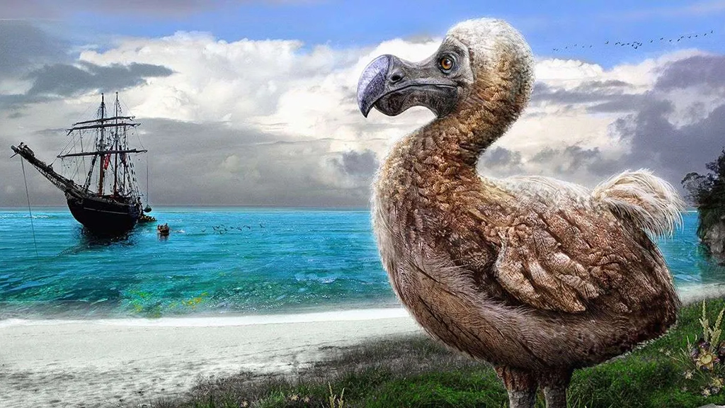 How did the Dodo become extinct?