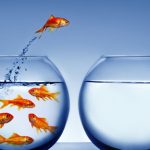 Urban Myths Debunked : Is it true that goldfish have a memory span of only 3 seconds?