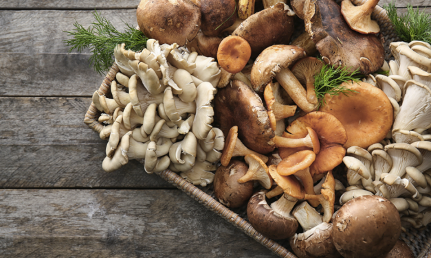 Half Animal, Half Plant and Totally Tasty on Toast – Fungi