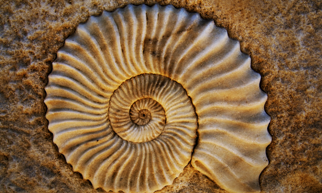How are fossils formed?