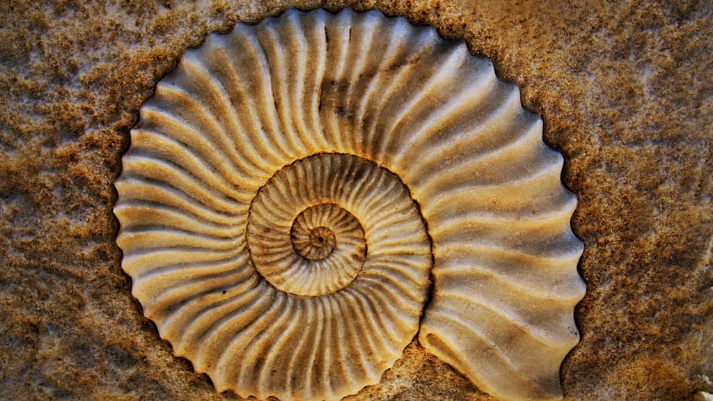How are fossils formed?