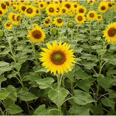 How do Sunflowers and other plants track and always face the Sun?