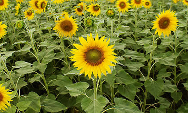How do Sunflowers and other plants track and always face the Sun?