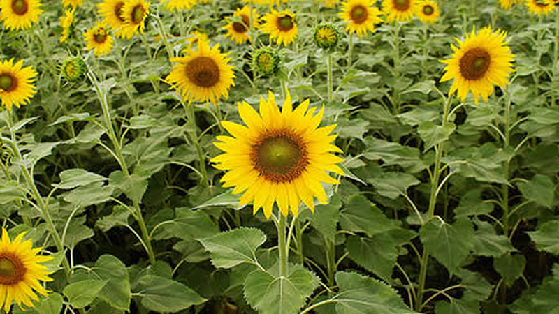How do Sunflowers and other plants track and always face the Sun?