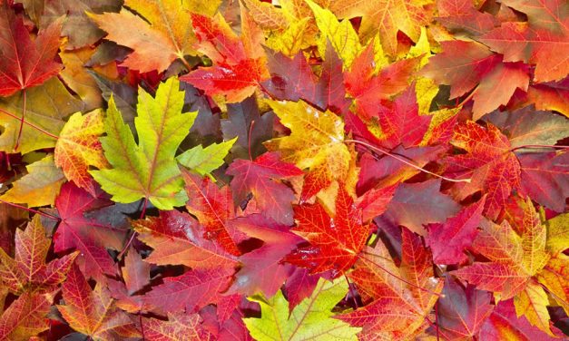 Why Do Leaves Turn Different Colours?