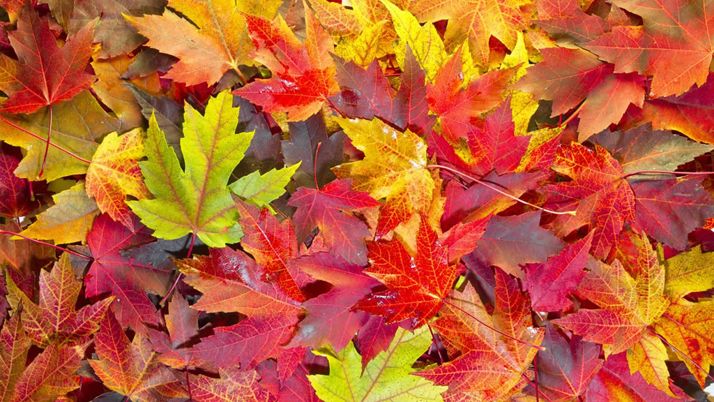 Why Do Leaves Turn Different Colours?