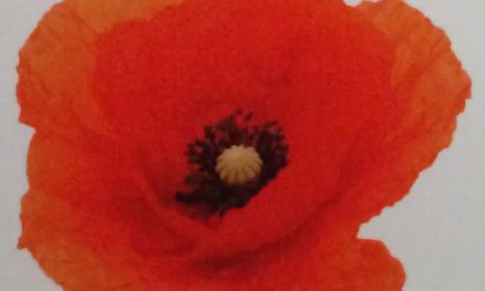 The Poppy and the Bleuet – Symbols of Enduring Rememberence