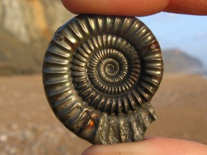 Ammonite_Fossil