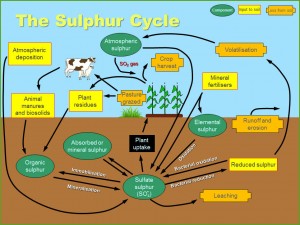 The Sulphur Cycle