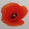 The Poppy and the Bleuet – Symbols of Enduring Rememberence