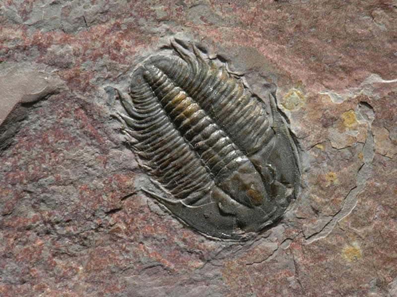 How are fossils formed? 