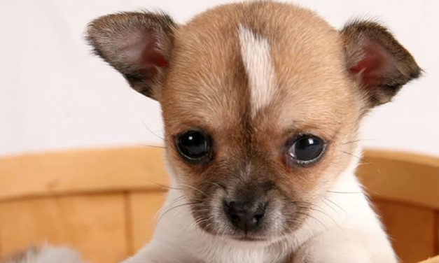 Is a Dog Year Seven Human Years ?