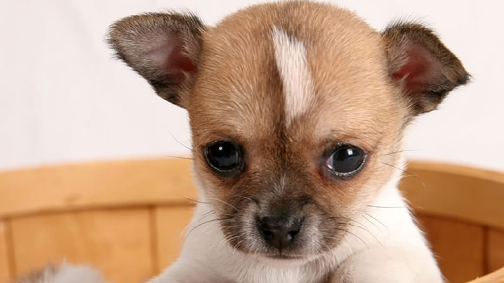 Is a Dog Year Seven Human Years ?