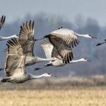 How do birds know when to migrate?