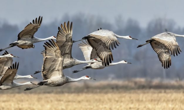 How do birds know when to migrate?