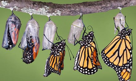 How do Caterpillars turn into Butterflies ?