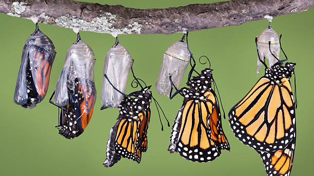 How do Caterpillars turn into Butterflies ?