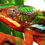 How do chameleons camouflage themselves?