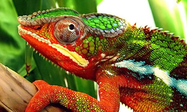 How do chameleons camouflage themselves?