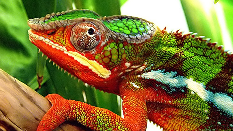 How do chameleons camouflage themselves?