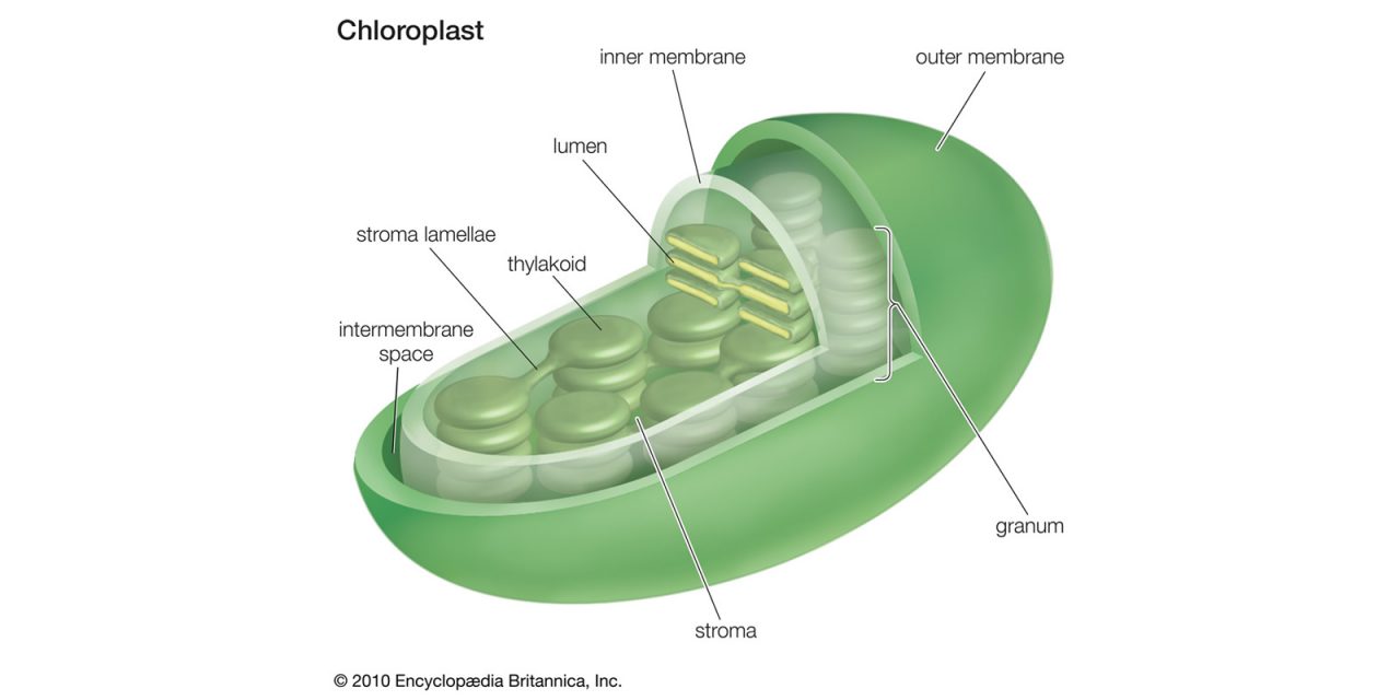 Why Can’t We Photosynthesise?