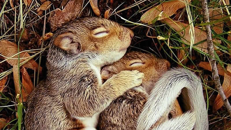 What Makes Animals Hibernate?