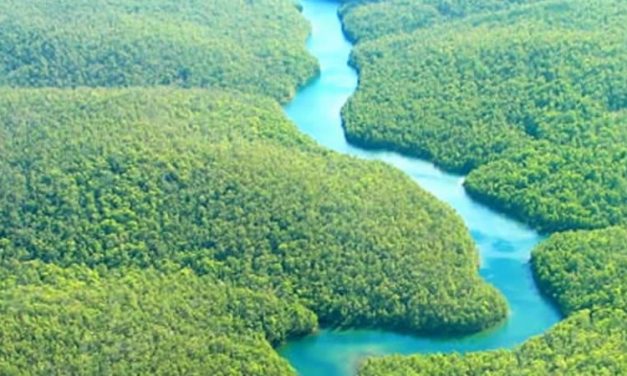 Will deforestation eventually cause us to run out of  oxygen?