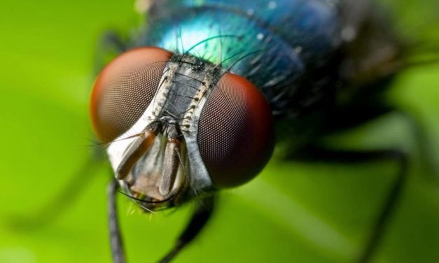 Where Do Houseflies Go During the Winter?