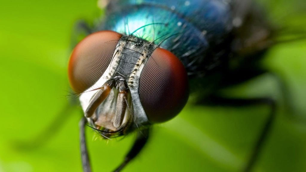 Where Do Houseflies Go During the Winter?