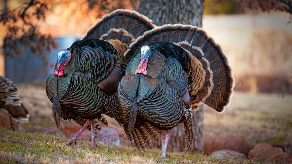 The Curious Case of the 2 Turkeys
