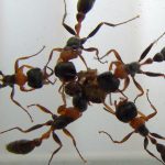 How Do Ants Tell Friend from Foe?