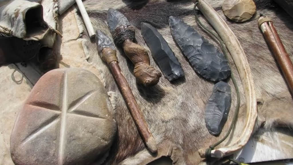 What Other Animals, Beside Man, Use Tools?