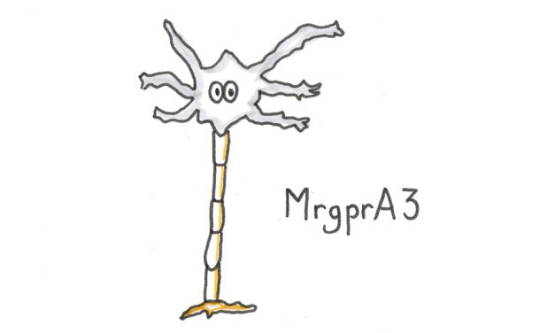 Scratchy Problems – What is Itching all about ?