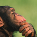 Does any other Animal ‘Speak’ or Communicate like Humans?