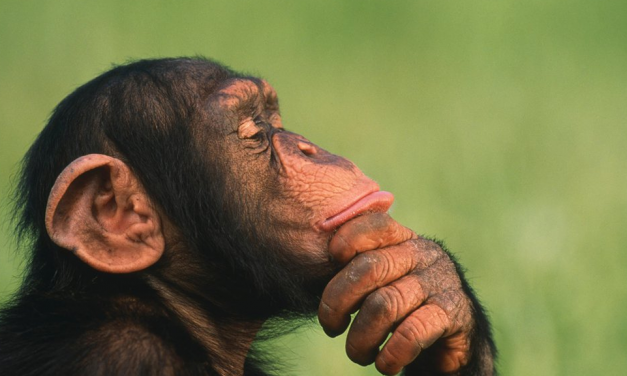 Does any other Animal ‘Speak’ or Communicate like Humans?