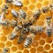 How Do Bees Communicate ? – And How we can use this for Internet Webservers